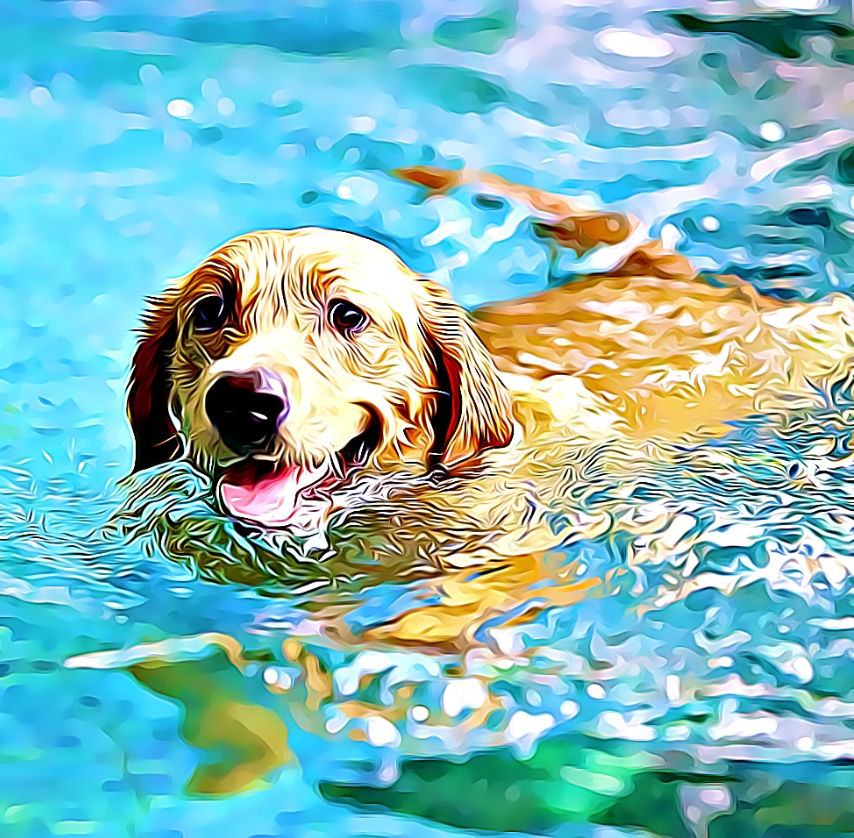 Dog-swimming