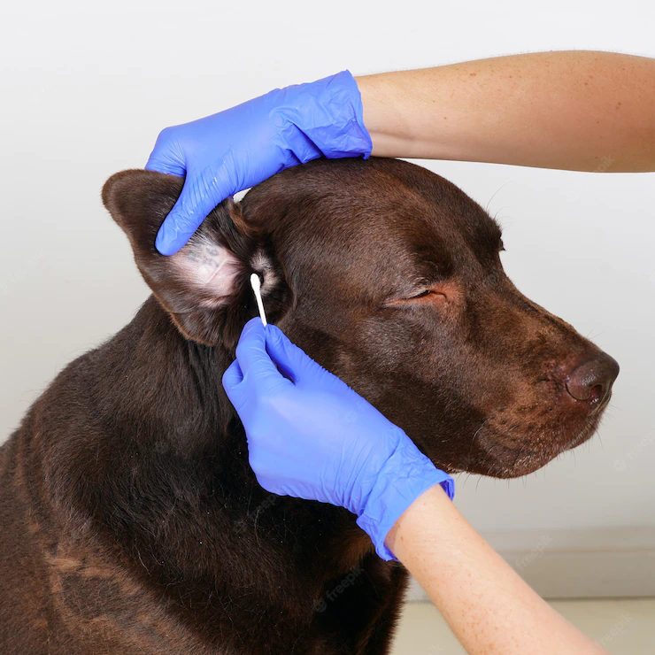 ear-disease-service